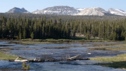 (2017-07-02-039) USA - Yosemite - Tioga Road - Tioga Pass